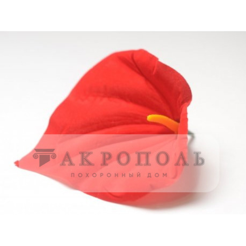 Калла бархат