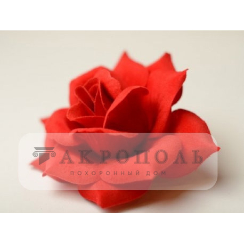 Роза бархат №2