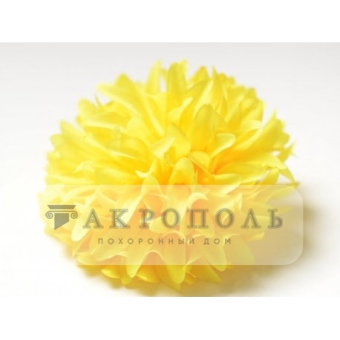 Хризантема