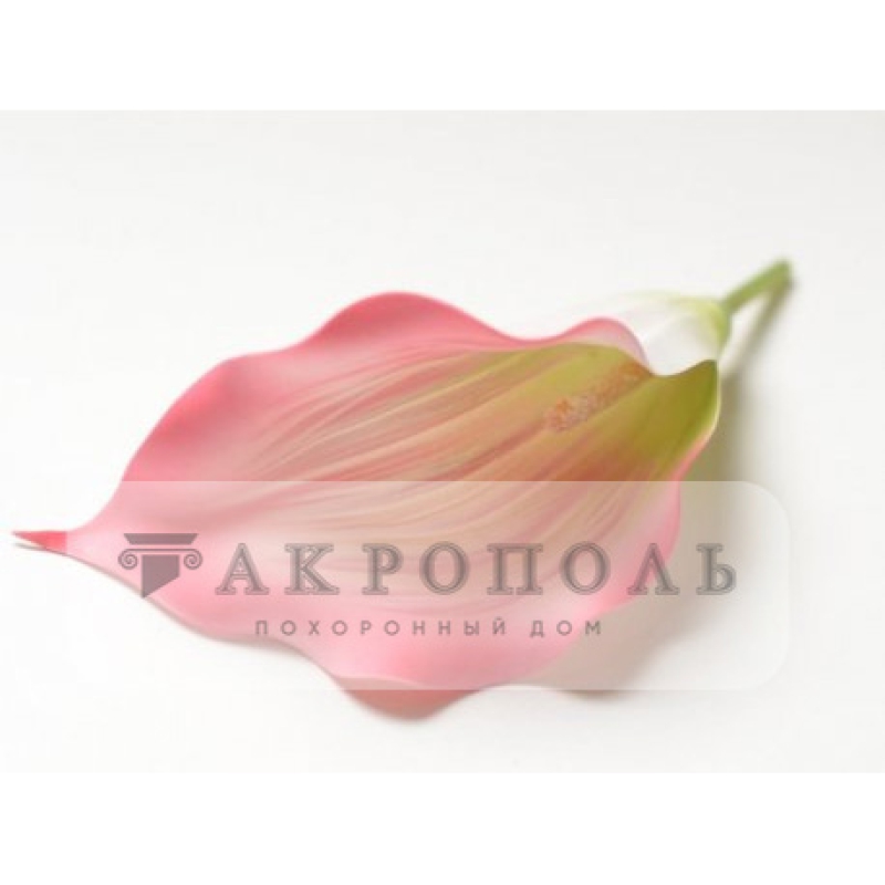 Калла латекс