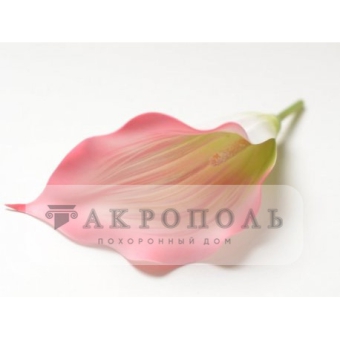 Калла латекс