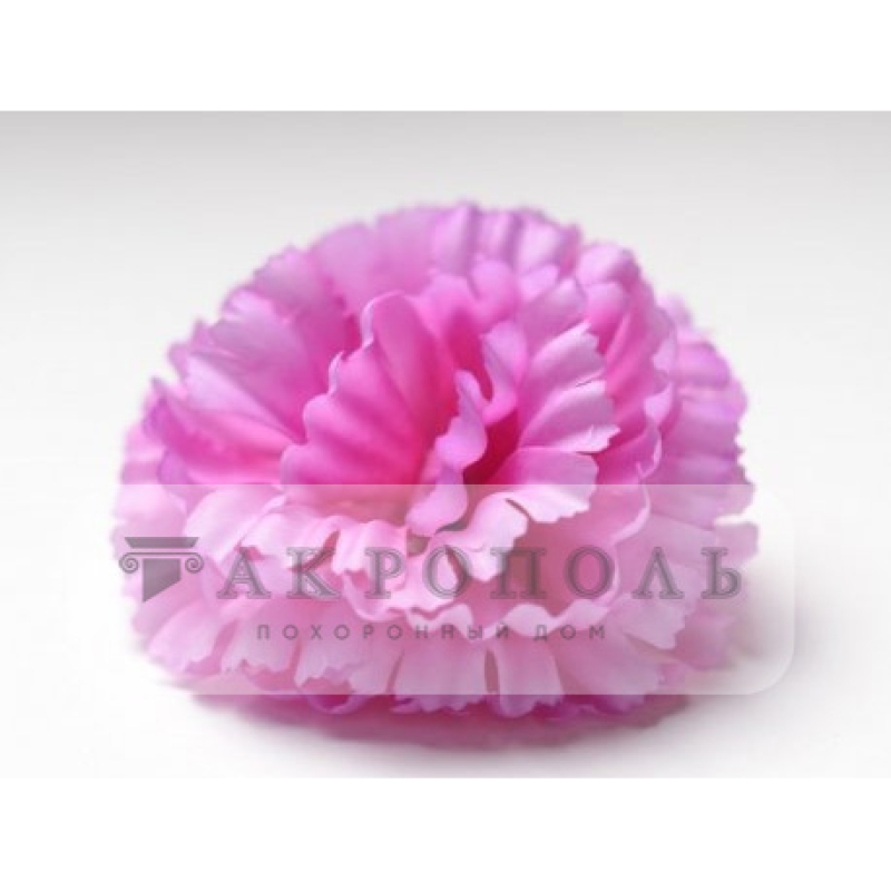 Гвоздика (розовая)